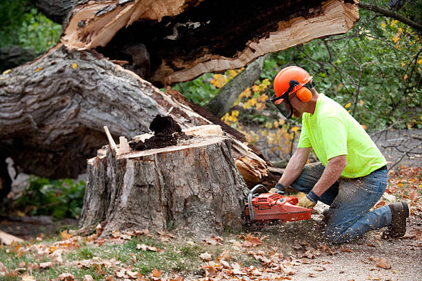 Professional Tree Services in Lucerne, CA